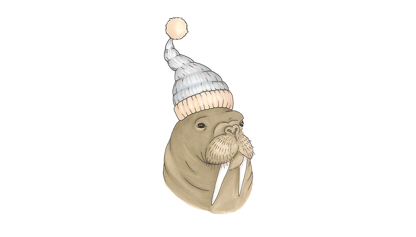 Jessica negus walrus illustration